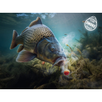 Delphin Shell D Snax 10mm 30g löslich Mango-Pfirsich