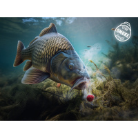 Delphin Shell D Snax 10mm 30g löslich Käse-Leber